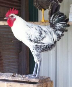 Egyptian Fayoumis Chicken