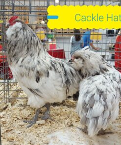 Erminette Ameraucanas Chicken