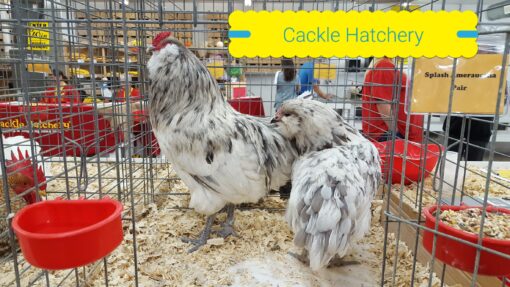 Erminette Ameraucanas Chicken
