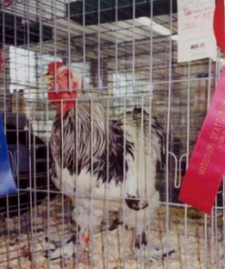 Exhibition Light Brahma Chicken
