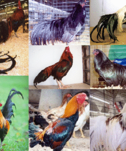Exotic Island Fowl Special