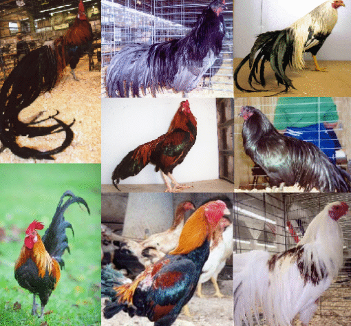 Exotic Island Fowl Special