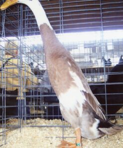 Fawn and White Runner Ducks For Sale