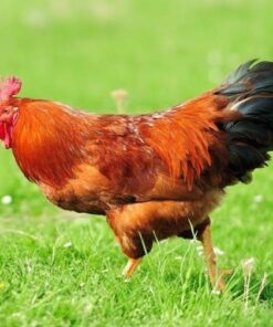 Free Range New Hampshire Chicken