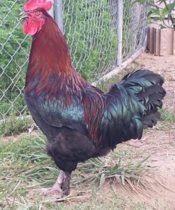 French Black Copper Marans Chicken