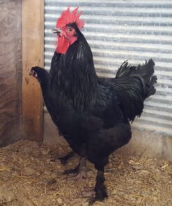 French Black Marans Chicken