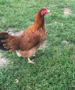 French Black Tail Buff Marans Chicken