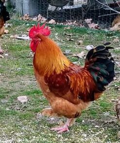 French Black Tailed Red Marans