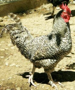 French Cuckoo Marans Chicken