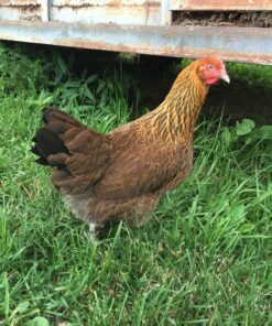 French Golden Salmon Marans Chicken