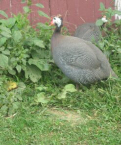 French Pearl Guinea Fowl