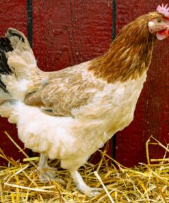 French Wheaten Marans Chicken