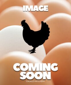 French White Marans Chicken