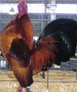 Ginger Red Old English Game Bantam