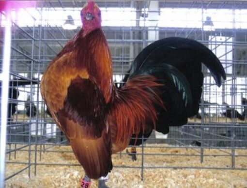 Ginger Red Old English Game Bantam