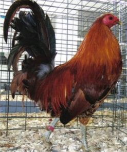 Ginger Red Standard Old English