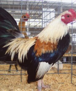 Gold Duckwing Old English Game Bantam