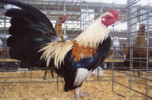 Gold Duckwing Old English Game Bantam