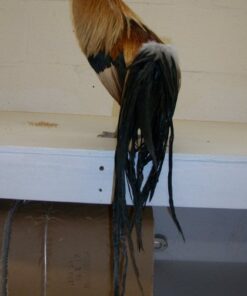 Golden Duckwing Phoenix Bantam