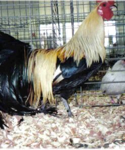 Golden Duckwing Phoenix Standard Chicken