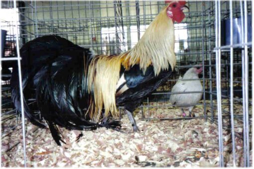 Golden Duckwing Phoenix Standard Chicken