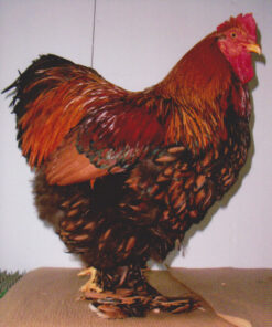 Golden Laced Cochin Standard Chicken