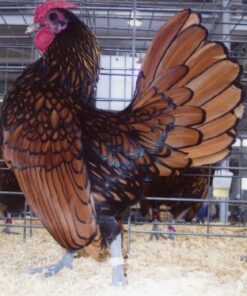 Golden Sebright Bantam