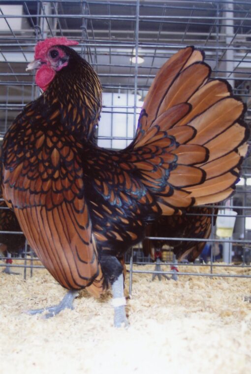 Golden Sebright Bantam