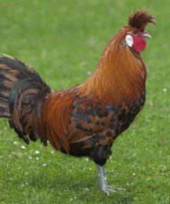 Golden Spangled Appenzeller Spitzhauben Chicken