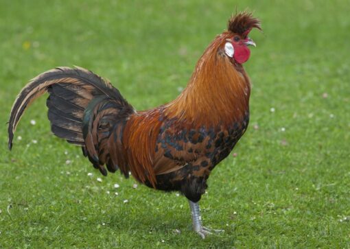 Golden Spangled Appenzeller Spitzhauben Chicken