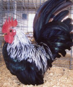 Gray Japanese Bantam