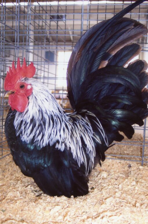Gray Japanese Bantam