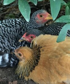 Hatchery Choice Bantam Female Deal - 10