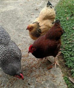 Hatchery Choice Bantam Female Deal - 5