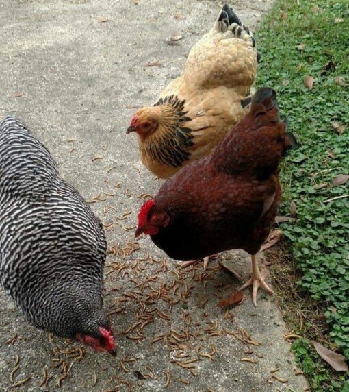 Hatchery Choice Bantam Female Deal - 5