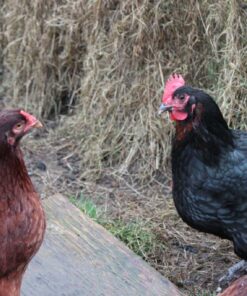 Hatchery Choice Brown Egg Females