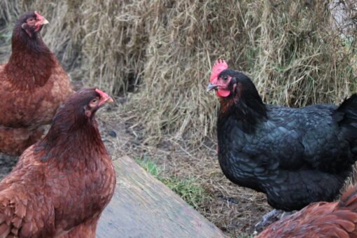 Hatchery Choice Brown Egg Females