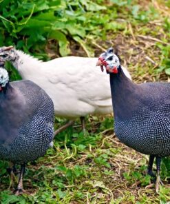 Our Guinea Choice