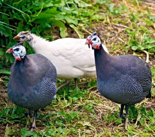 Our Guinea Choice