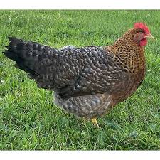 Bielefelder Chicken For Sale