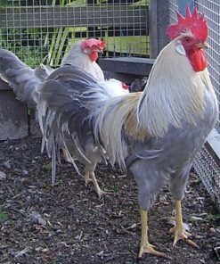 Isabella Leghorn Chicken