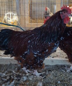 Jubilee Orpington Chicken