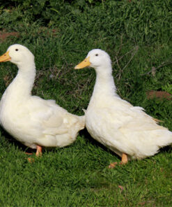 Jumbo Pekin Duck For Sale