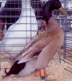 Khaki Campbell Duck For Sale