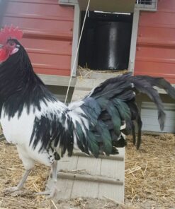 Lakenvelder Chicken