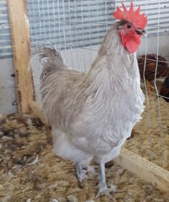 Lavender Orpington Chicken