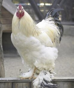 Light Brahma Chicken