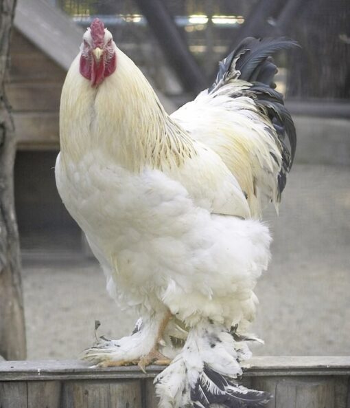 Light Brahma Chicken