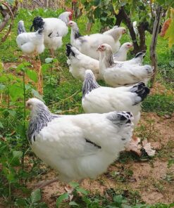 Light Sussex Chicken