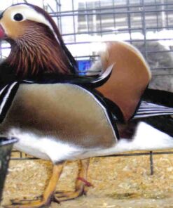 Mandarin Ducks Pair